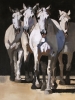 Four Grey Horses Four Grey Horses