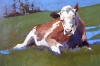 High Country Heifer High Country Heifer